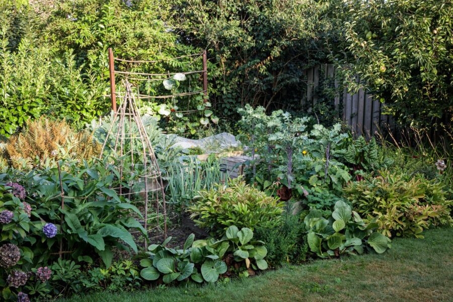 Mein Gemüse- und Blumengarten für den ich regelmäßig auf der Suche nach Garten-Tipps bin
