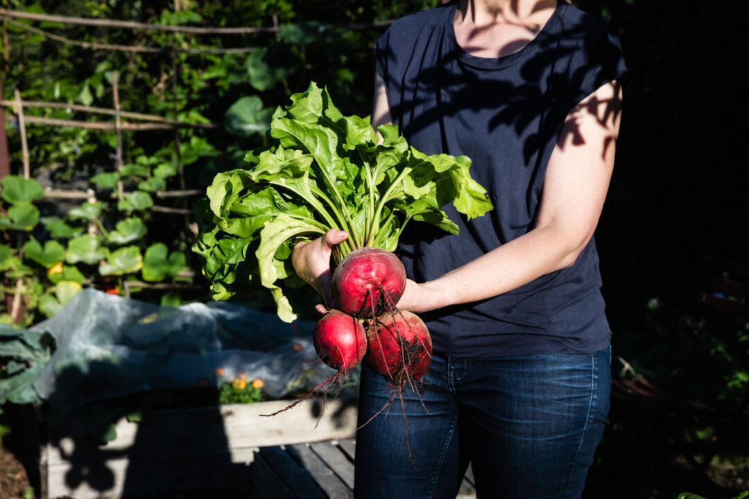 Frau hält Gemüse aus dem Garten